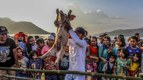 Những chú lợn ngộ nghĩnh trong lễ hội ở Indonesia