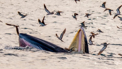 Chuyên gia lý giải lý do cá voi xuất hiện trên biển Bình Định