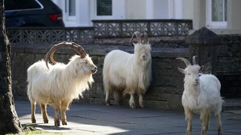 Dê núi tràn ra đường phố xứ Wales trong dịch COVID-19