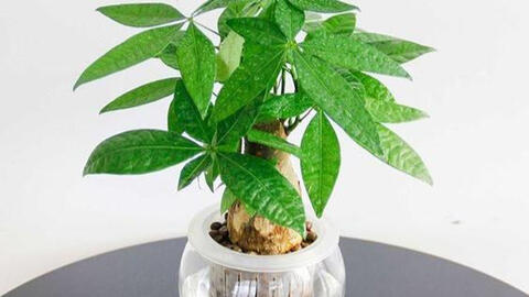 Trồng cây phong thủy nào hợp tuổi, hút tài lộc về cho gia chủ?
