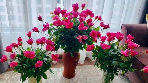 Hoa hồng lại rớt giá, bán rẻ như cho