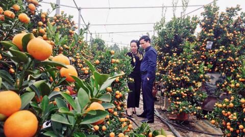 Cánh đồng quất Hà Nội tấp nập khách ngày cận kề Tết Tân Sửu