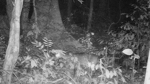 Quảng Bình nỗ lực giải cứu Sao La khỏi bờ vực tuyệt chủng