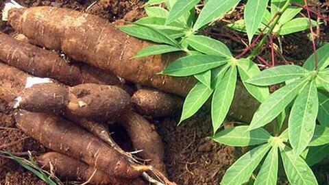 Cảnh giác khi ăn sắn cao sản, có thể ngộ độc dẫn đến tử vong