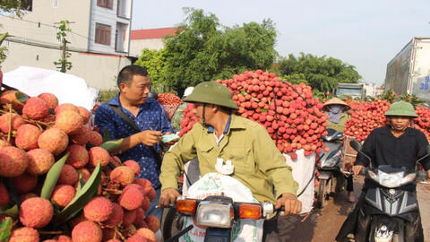 Gần 200 thương nhân Trung Quốc chuẩn bị sang Việt Nam mua vải thiều