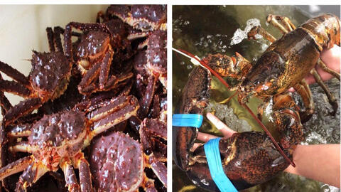 Tôm hùm Alaska, cua hoàng đế đồng loạt tăng giá trong khi dịch virus corona bùng phát