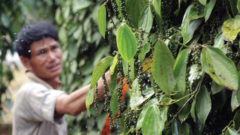 Thị trường hồ tiêu Việt Nam tiếp tục trầm lắng trong năm 2021