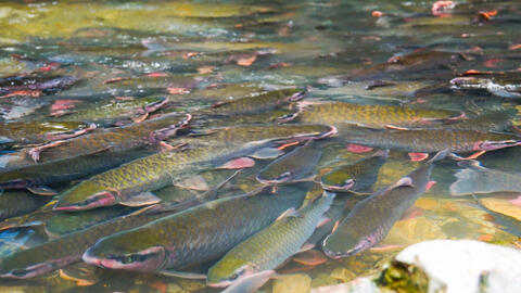 Đàn cá cả vạn con ở Thanh Hóa, vì sao không ai dám xâm phạm?