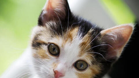 Xem tuổi xông đất 2022 cho gia chủ tuổi Quý Mão 1963