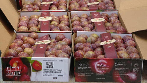 Đặc sản mận hậu, mơ chùa hương được người tiêu dùng ưa chuộng