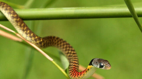 Rắn 'kiểng' cắn chết bé gái ở Đồng Tháp