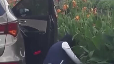 Người phụ nữ đi ô tô gây bức xúc vì nhổ trộm hoa ven đường