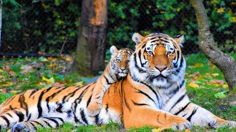 Ngày khai trương đẹp nhất năm 2022 cho tuổi Mậu Dần 1998