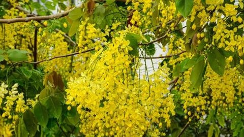 Muồng hoàng yến phủ vàng ven Hồ Tây