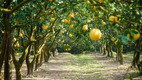 Thủ phủ bưởi Diễn tất bật thu hoạch phục vụ Tết