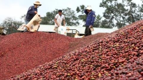 Giá cà phê phục hồi, đồng loạt tăng 400 đồng/kg