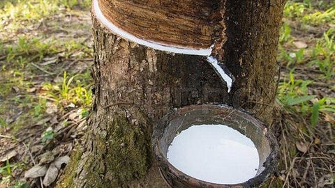 Giá cao su trong nước tăng nhẹ