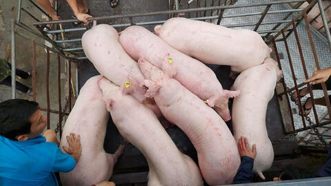 Giá heo hơi khó tăng khi xuất hiện các ổ dịch tả châu Phi