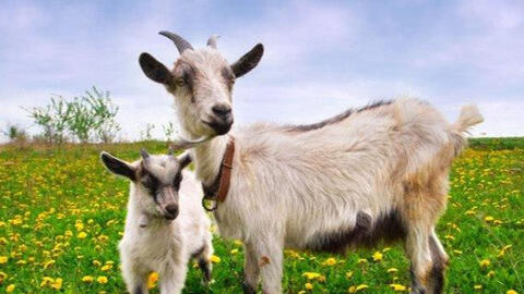 Tuổi Kỷ Mùi 1979 xuất hành Tết 2022 vào giờ nào, hướng nào tốt nhất?