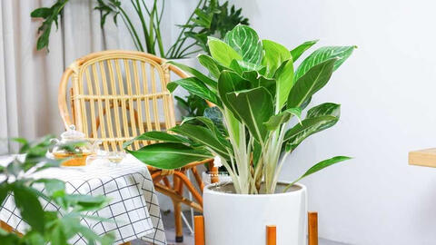 5 mẹo phong thủy đơn giản rước tiền bạc vào nhà