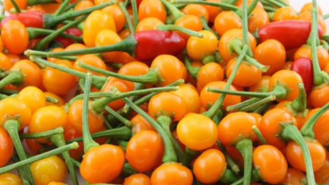 Giá 50 triệu đồng/kg, ớt chaparita có gì đặc biệt mà đắt khủng khiếp vậy?