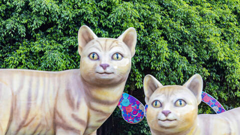 Ngắm linh vật mèo Tết Quý Mão ở một số tỉnh, thành Việt Nam