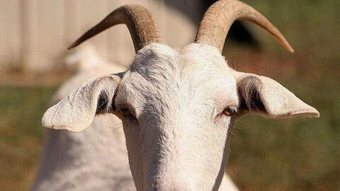 Ngày khai trương đẹp nhất năm 2022 cho tuổi Kỷ Mùi 1979