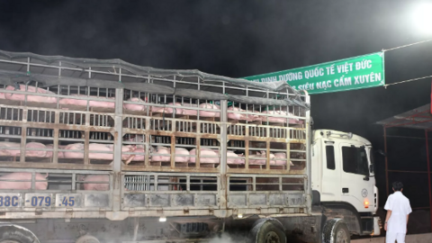 8/15 doanh nghiệp đủ điều kiện nhập heo sống từ Thái Lan