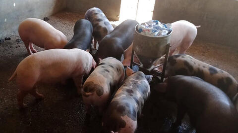 Heo hơi phía Nam đang bị thương lái ép giá?