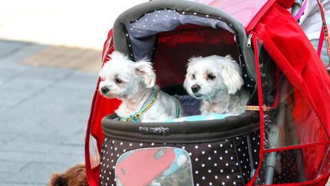 Hàn Quốc: Lần đầu tiên trong lịch sử xe đẩy thú cưng bán chạy hơn xe đẩy em bé, một loạt dấu hiệu đáng báo động đã được thấy rõ