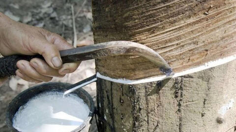 Giá mủ cao su đầu tháng 2 ổn định