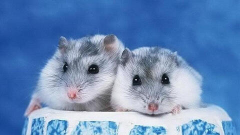 Ngày khai trương đẹp nhất năm 2022 cho tuổi Giáp Tý 1984