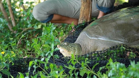 Rùa Hoàn Kiếm ở hồ Đồng Mô đã chết