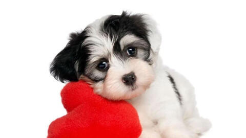 Ngày khai trương đẹp nhất năm 2022 cho tuổi Mậu Tuất 1958