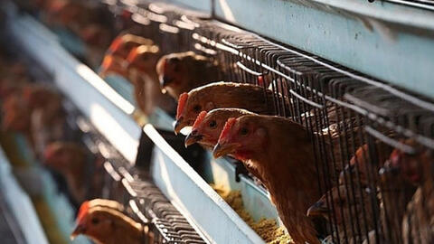 Bộ Y tế: Giám sát chặt người nhập cảnh, ngăn cúm gia cầm lây sang người