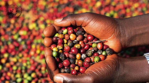 Giá cà phê trong nước tăng 100 đồng/kg