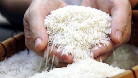 Chưa sản xuất đại trà giống gạo ngon nhất thế giới ST25