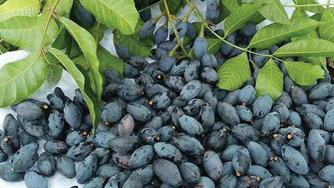 Gió lay cành trám