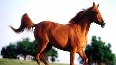 Tuổi Canh Ngọ 1990 xuất hành Tết 2022 vào giờ nào, hướng nào tốt nhất?