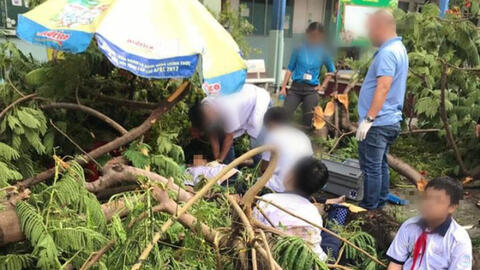 Có nên trồng phượng vĩ trong sân trường?