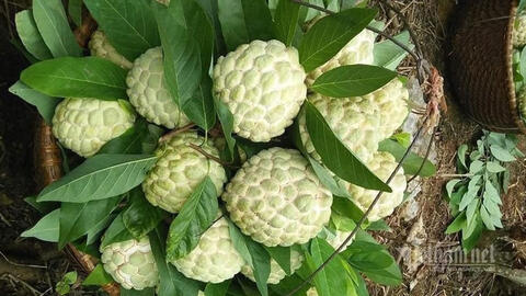 Na Lạng Sơn giá đắt vẫn hút hàng