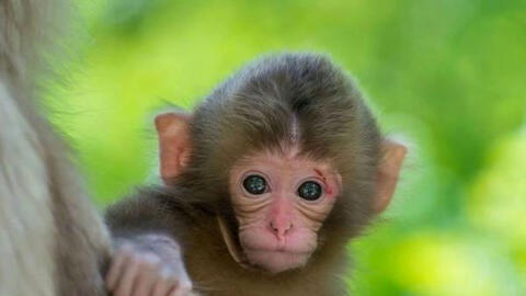 Tuổi Nhâm Thân 1992 xuất hành Tết 2022 vào giờ nào, hướng nào tốt nhất?