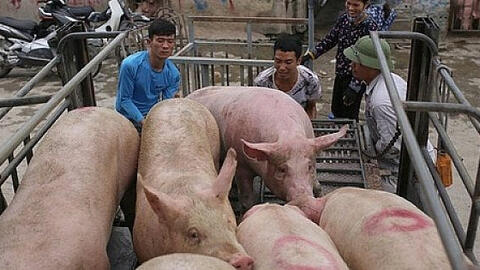 Giá heo hơi hôm nay 8/4: Miền Bắc giảm nhẹ
