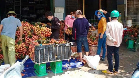 Thông tin vải Lục Ngạn bị thương lái thu mua ép giá còn 2.000 đồng/kg là sai sự thật