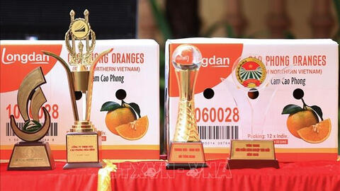 Xuất khẩu gần 7 tấn cam Cao Phong đầu tiên sang Anh