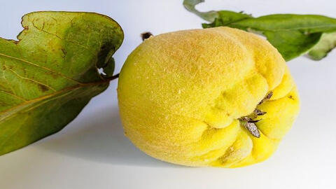 Điều trị viêm loét dạ dày, trào ngược axit hiệu quả bằng quả mộc qua