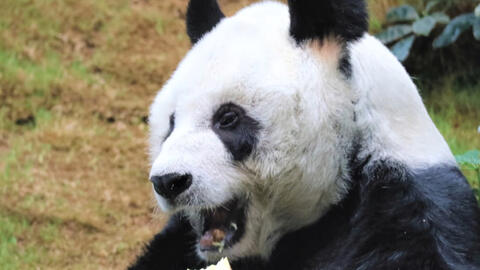 Gấu trúc đực già nhất thế giới qua đời tại Hồng Kông