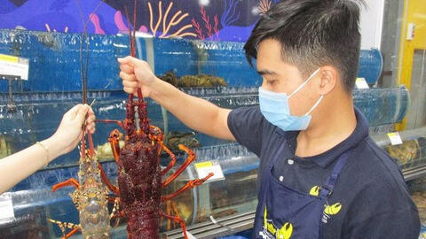 Giá tôm hùm tăng trở lại sau thời gian rớt giá thảm