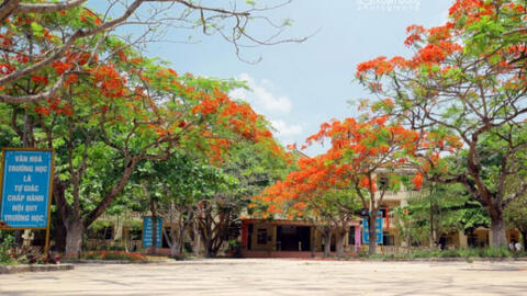 Hà Nội tổng kiểm tra cây xanh trong trường học, bệnh viện, công sở