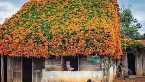 Ngôi nhà phủ đầy hoa Rạng Đông tuyệt đẹp ở Lâm Đồng